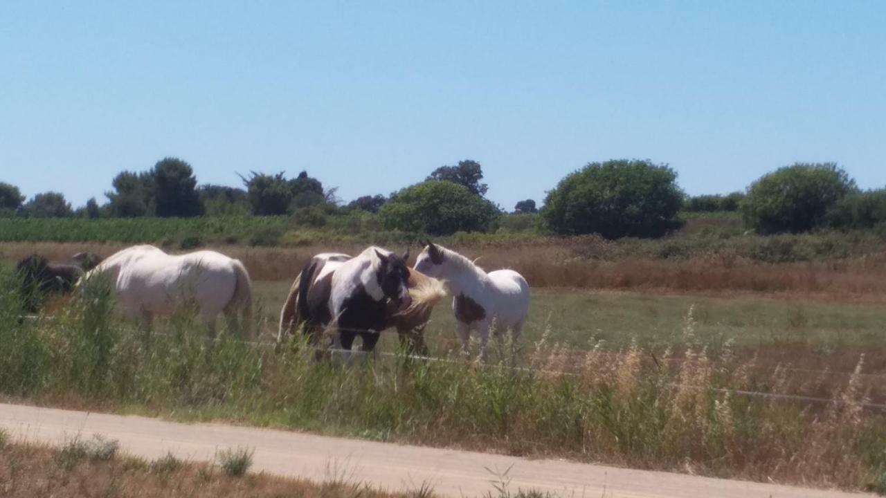 Cabanes Des Aresquiers Frontignan Bagian luar foto